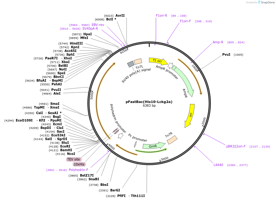 177891-plasmid-map-sequence-id-353387