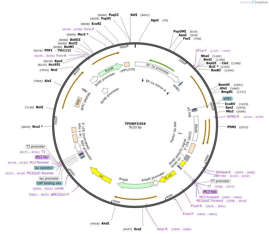 144830-plasmid-map-sequence-id-353392