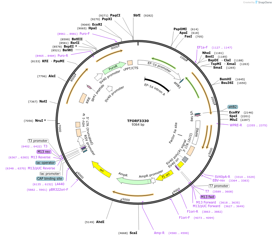 144806-plasmid-map-sequence-id-353394