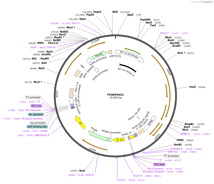 144360-plasmid-map-sequence-id-353412
