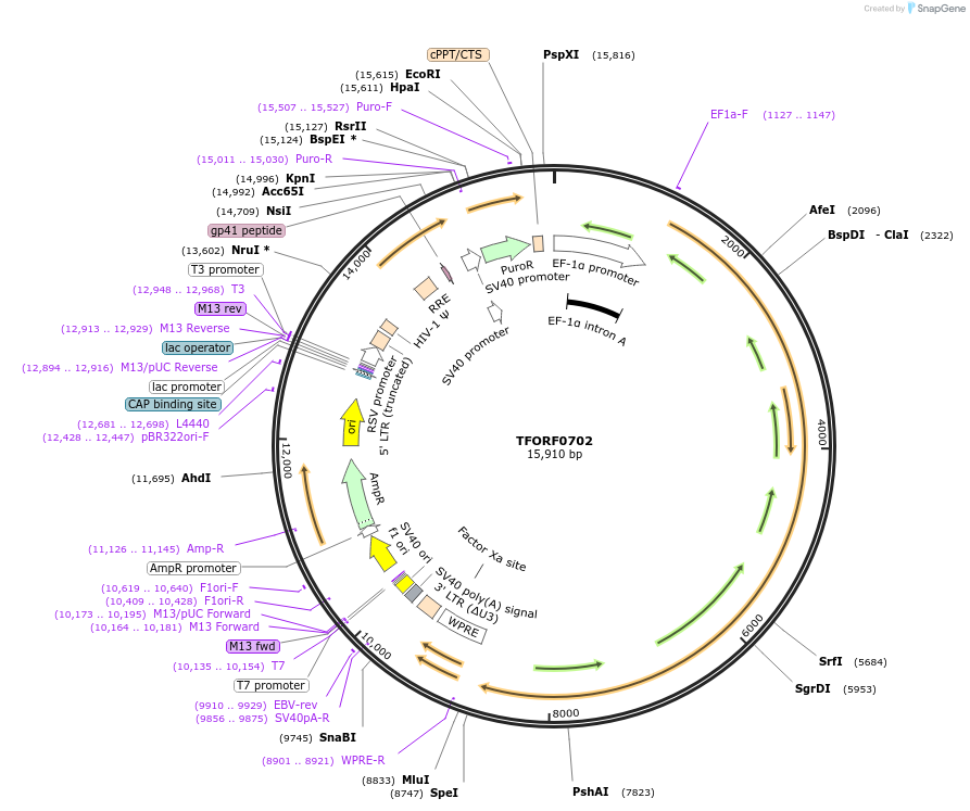 144361-plasmid-map-sequence-id-353414