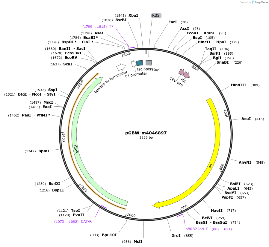 145579-plasmid-map-sequence-id-353415