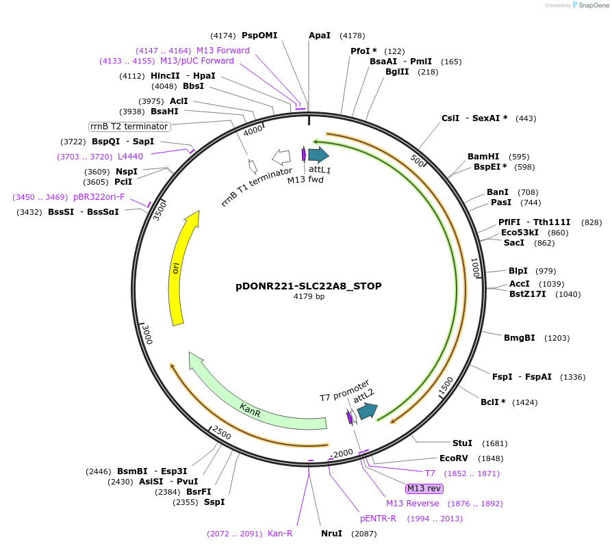 161155-plasmid-map-sequence-id-353418