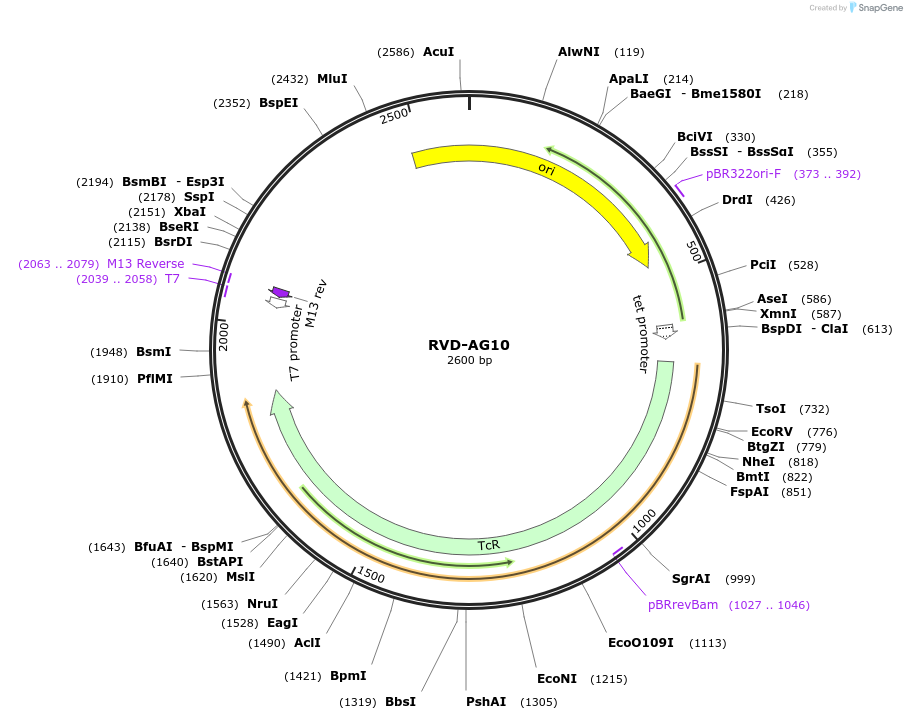 173269-plasmid-map-sequence-id-353439