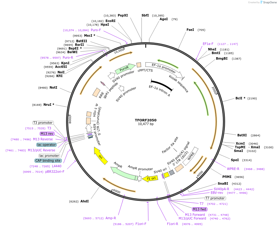142910-plasmid-map-sequence-id-353440