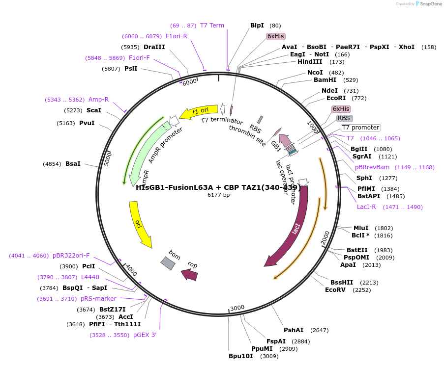 173764-plasmid-map-sequence-id-353458