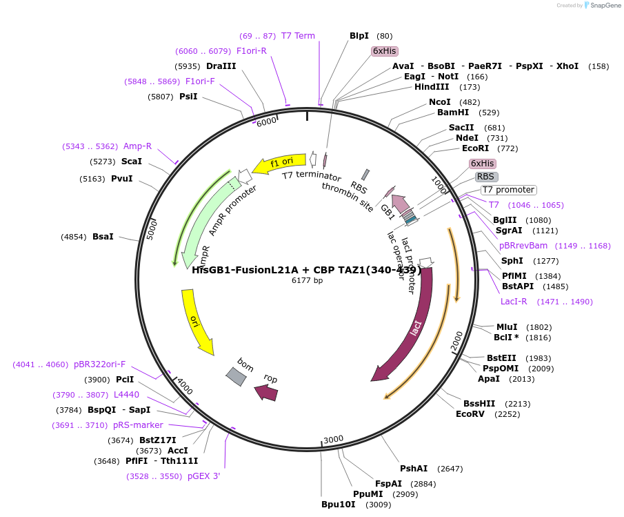 173763-plasmid-map-sequence-id-353459