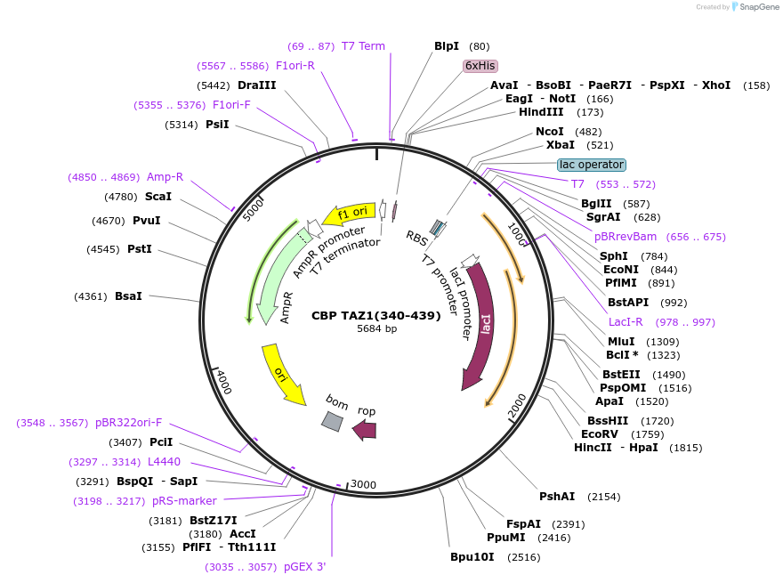 173760-plasmid-map-sequence-id-353462