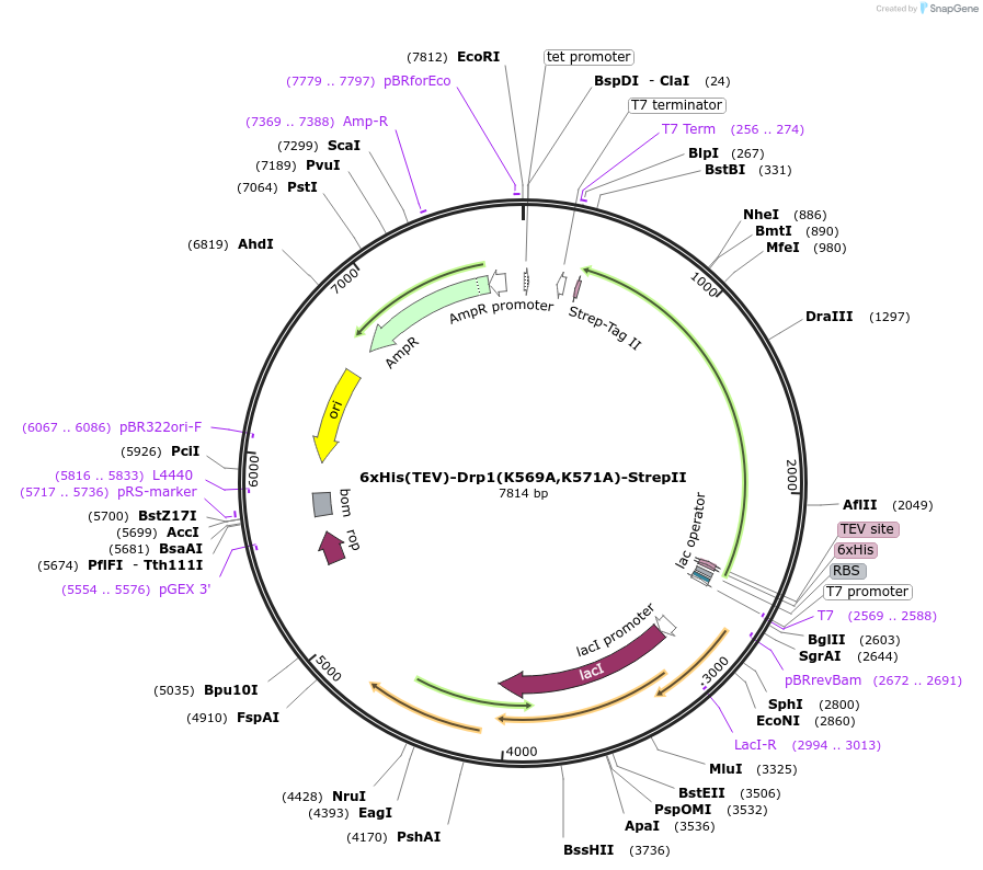 174426-plasmid-map-sequence-id-353487