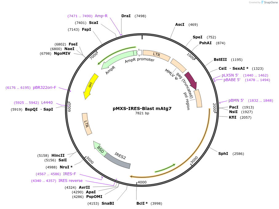 173170-plasmid-map-sequence-id-353488