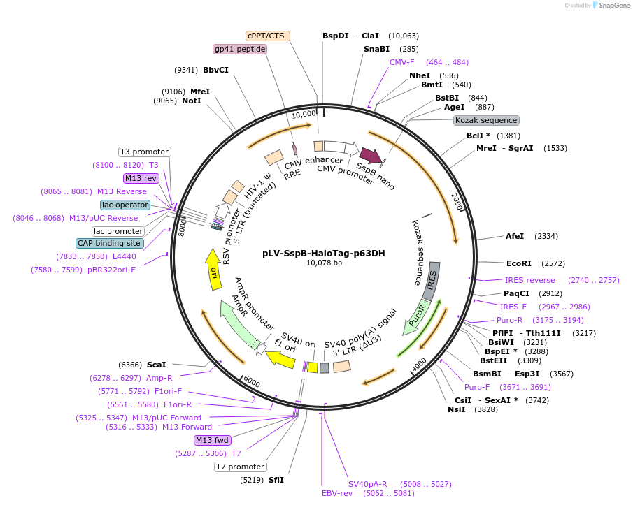 176129-plasmid-map-sequence-id-353498
