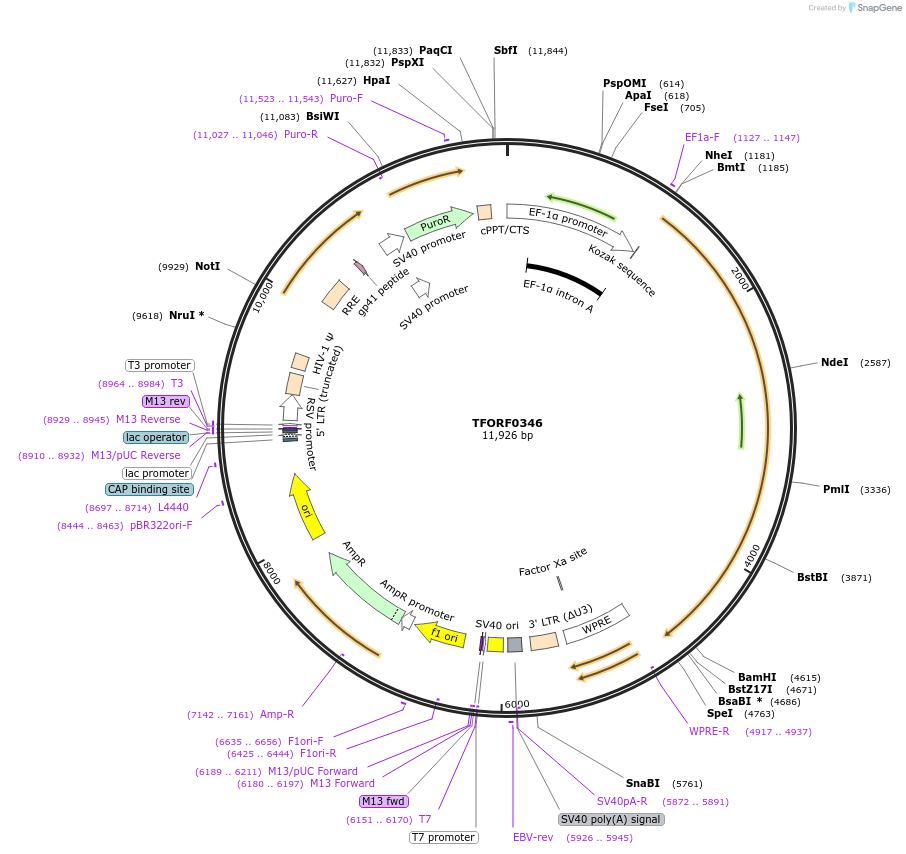 143397-plasmid-map-sequence-id-353509