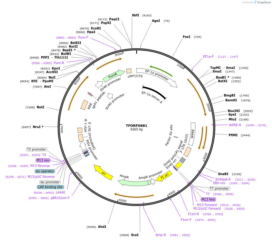 143445-plasmid-map-sequence-id-353513