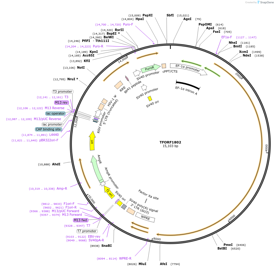 144193-plasmid-map-sequence-id-353515