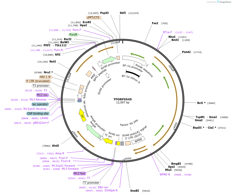 143413-plasmid-map-sequence-id-353557