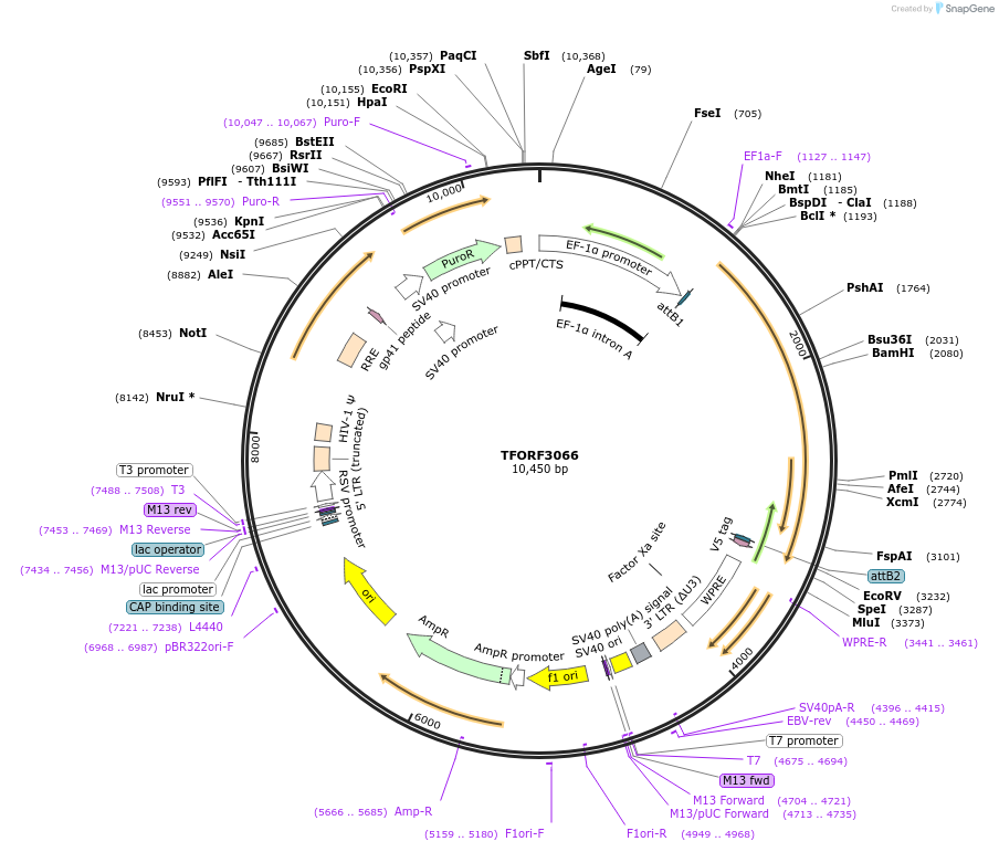144542-plasmid-map-sequence-id-353564