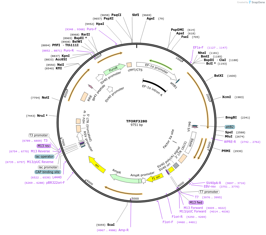 144756-plasmid-map-sequence-id-353567