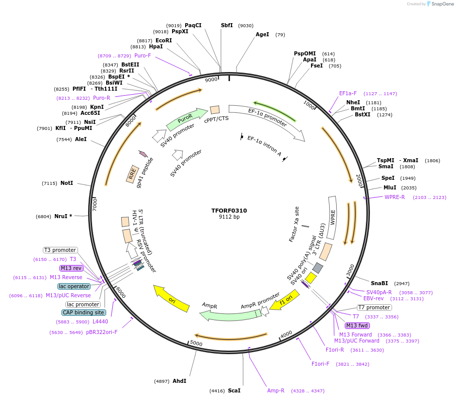 142513-plasmid-map-sequence-id-353570