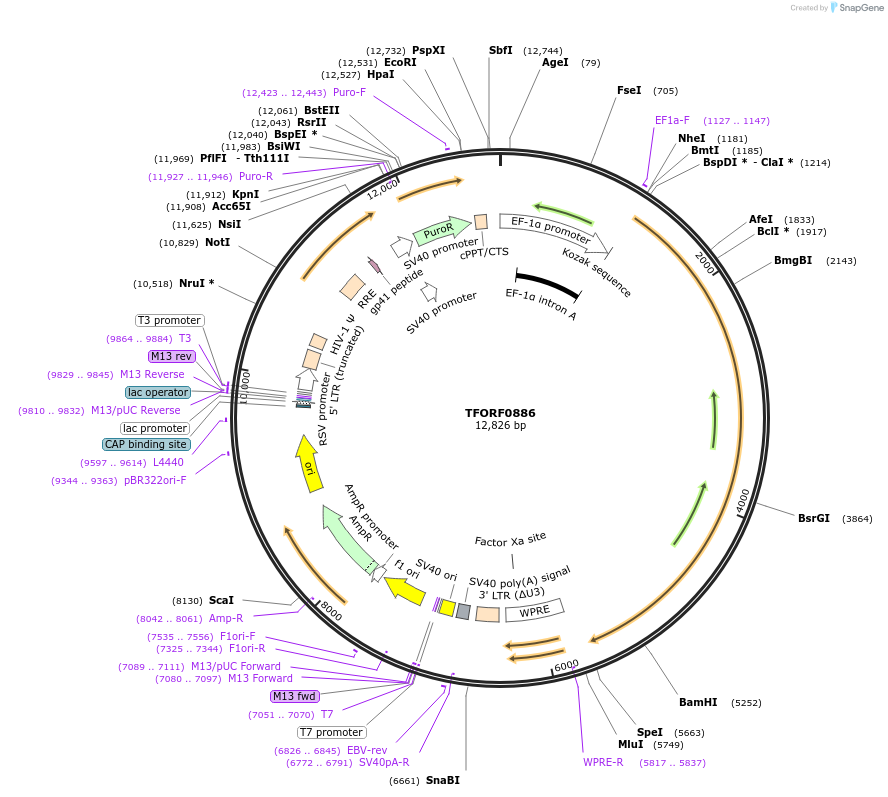 143446-plasmid-map-sequence-id-353571