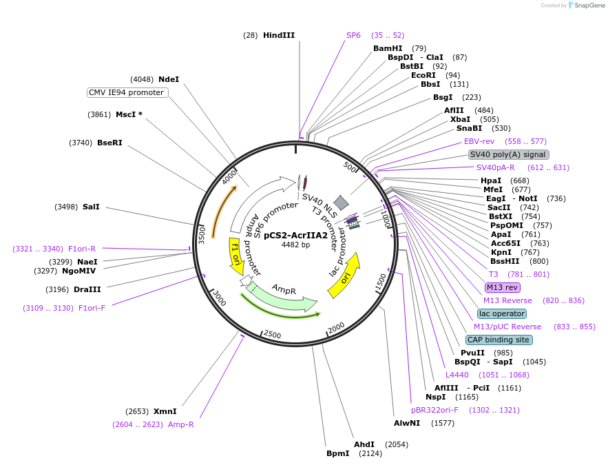 174033-plasmid-map-sequence-id-353573