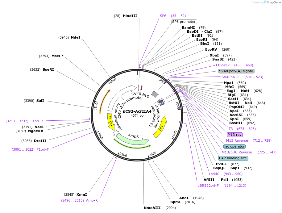 174034-plasmid-map-sequence-id-353574