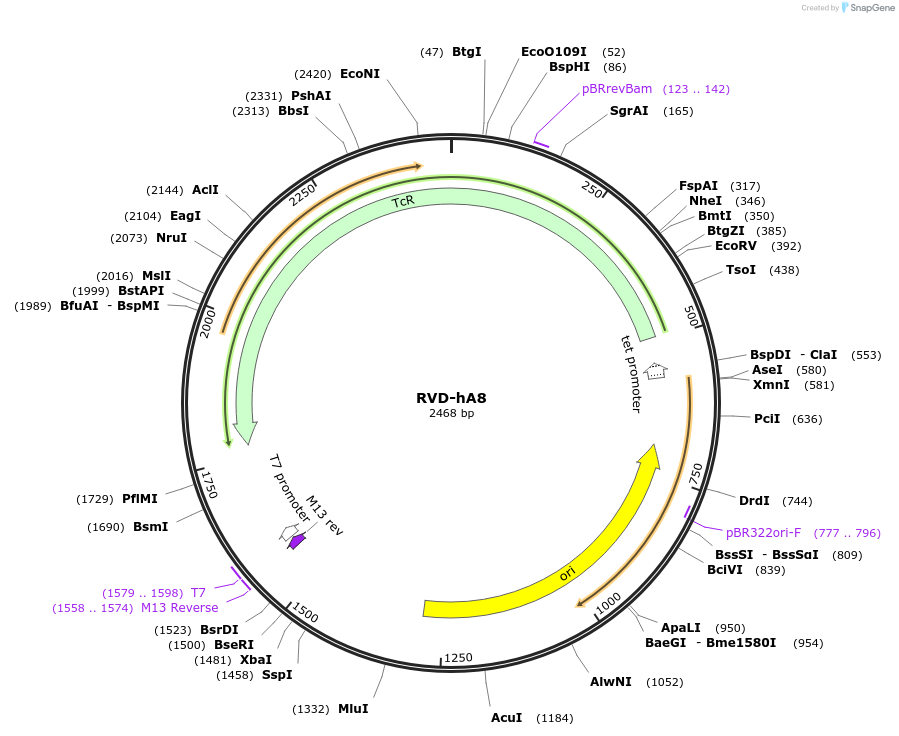 173270-plasmid-map-sequence-id-353576