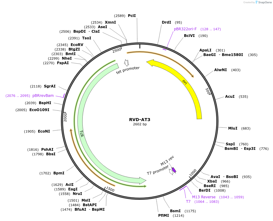173274-plasmid-map-sequence-id-353590