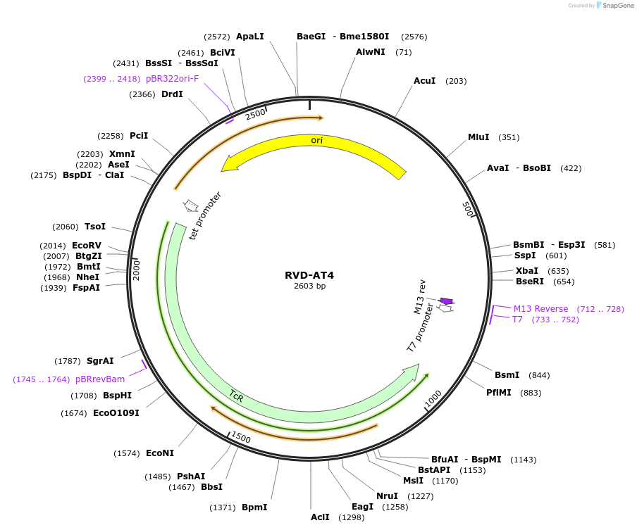 173275-plasmid-map-sequence-id-353597