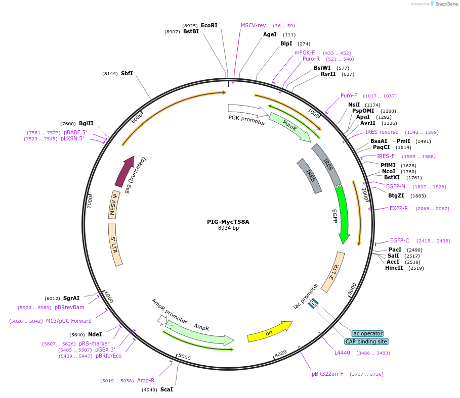 177648-plasmid-map-sequence-id-353599