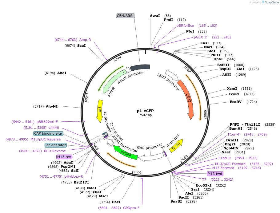 176556-plasmid-map-sequence-id-353604