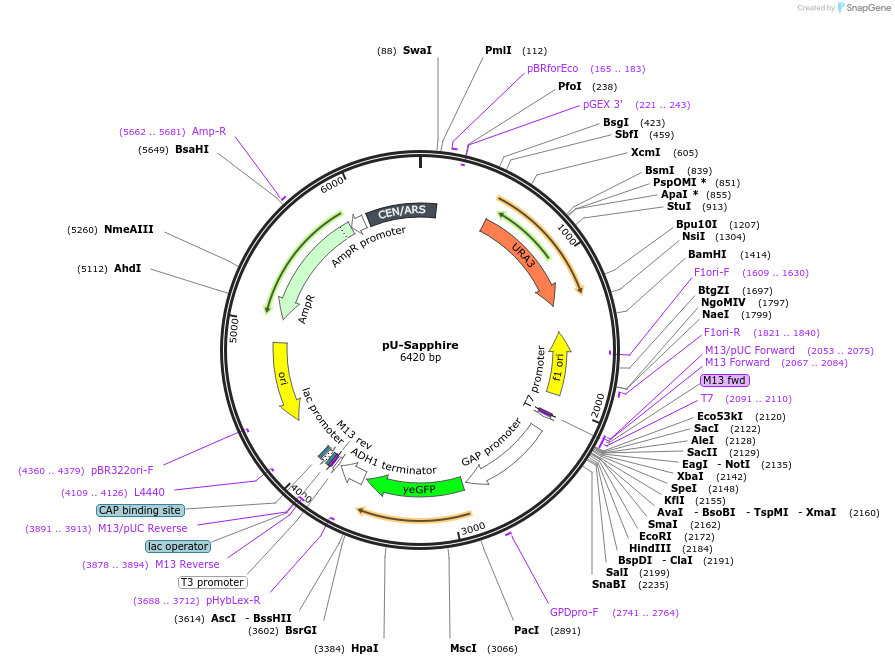 176567-plasmid-map-sequence-id-353606