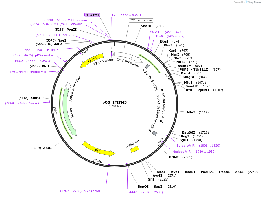 179957-plasmid-map-sequence-id-353608