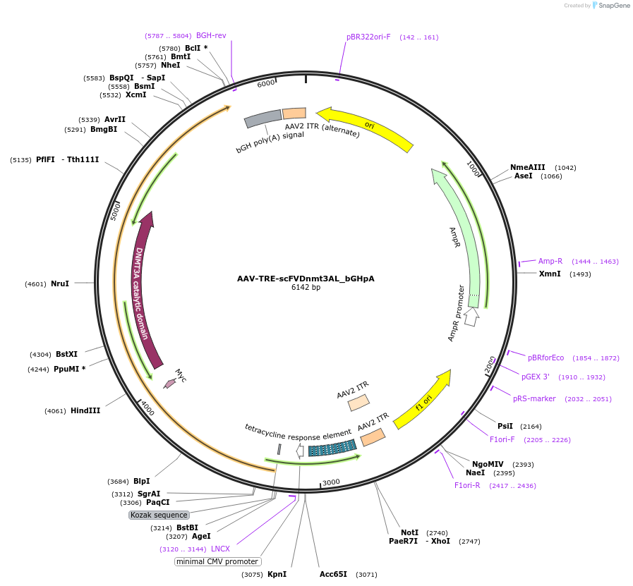 177354-plasmid-map-sequence-id-353614