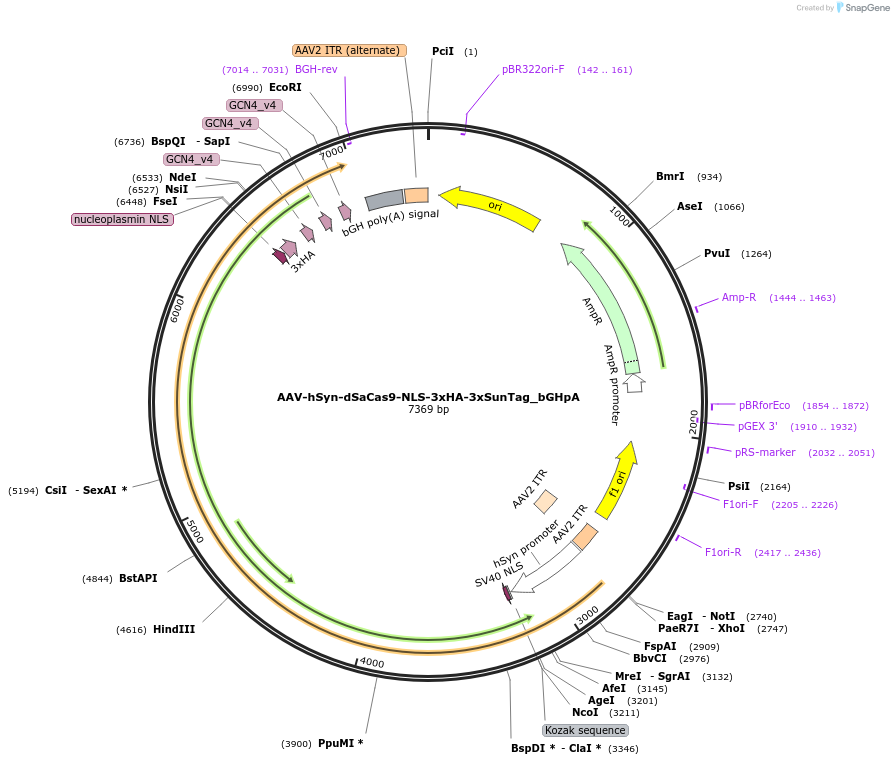 177345-plasmid-map-sequence-id-353619