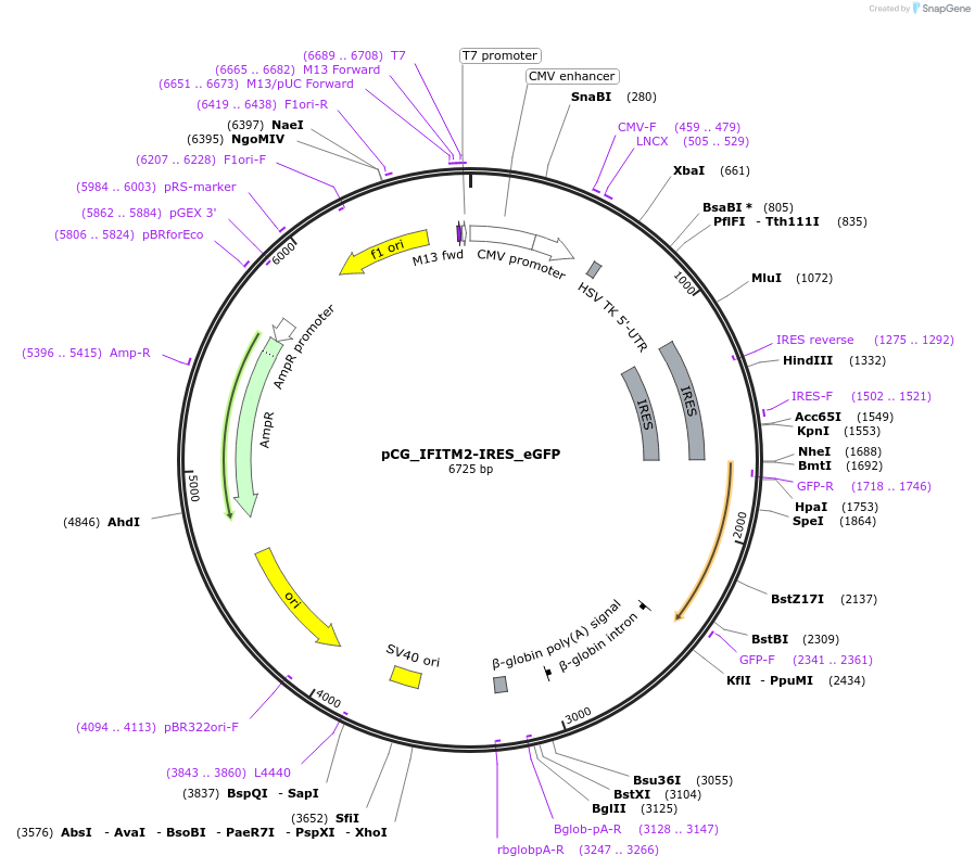 179959-plasmid-map-sequence-id-353620