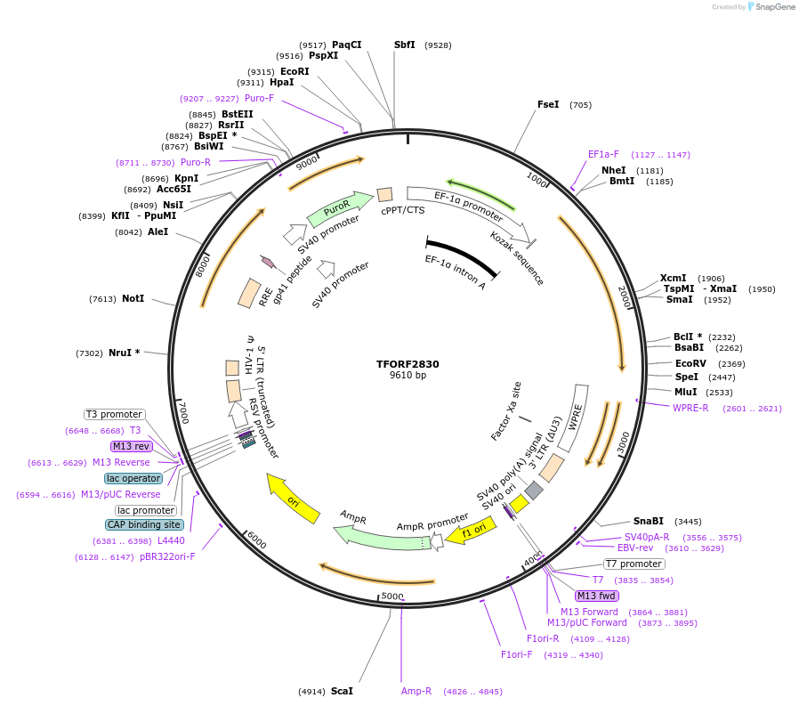 143003-plasmid-map-sequence-id-353621