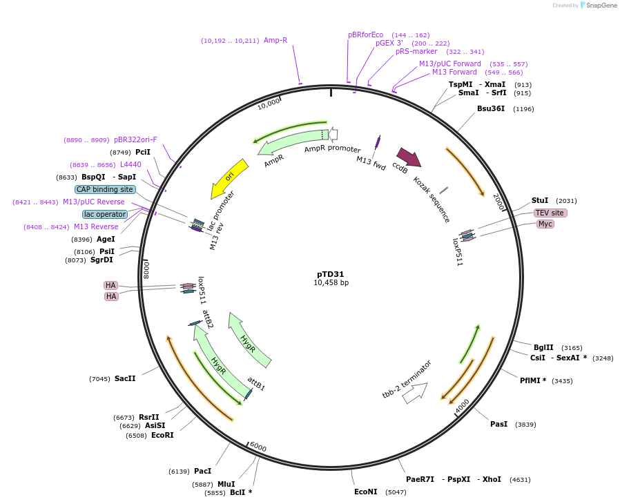 172893-plasmid-map-sequence-id-353625