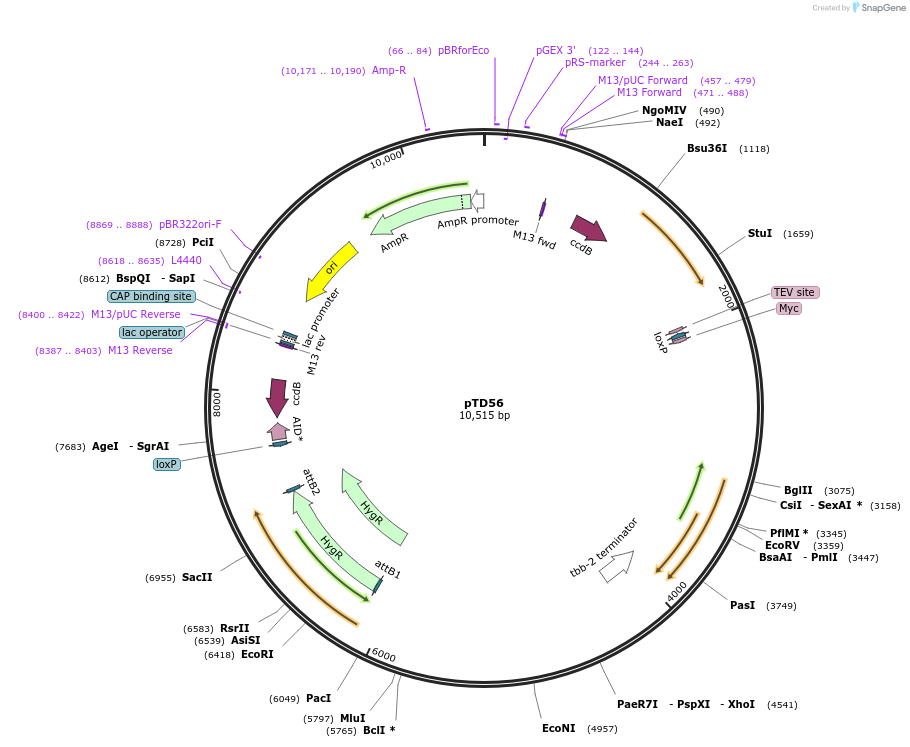 172895-plasmid-map-sequence-id-353627