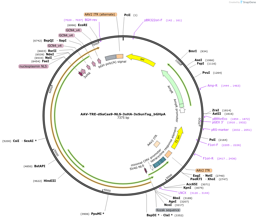 177344-plasmid-map-sequence-id-353629
