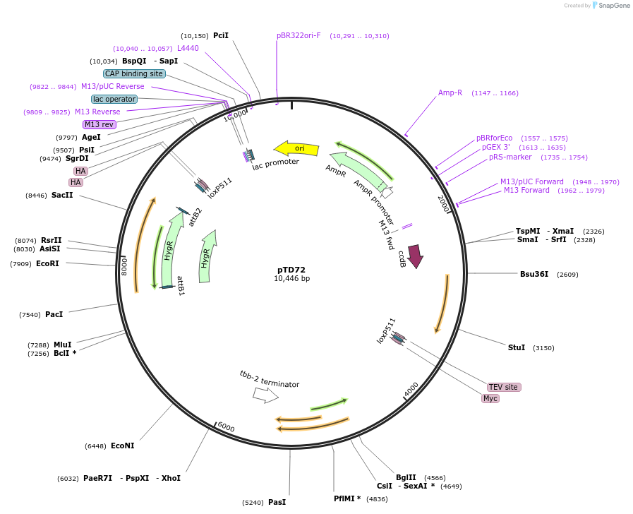 172896-plasmid-map-sequence-id-353630