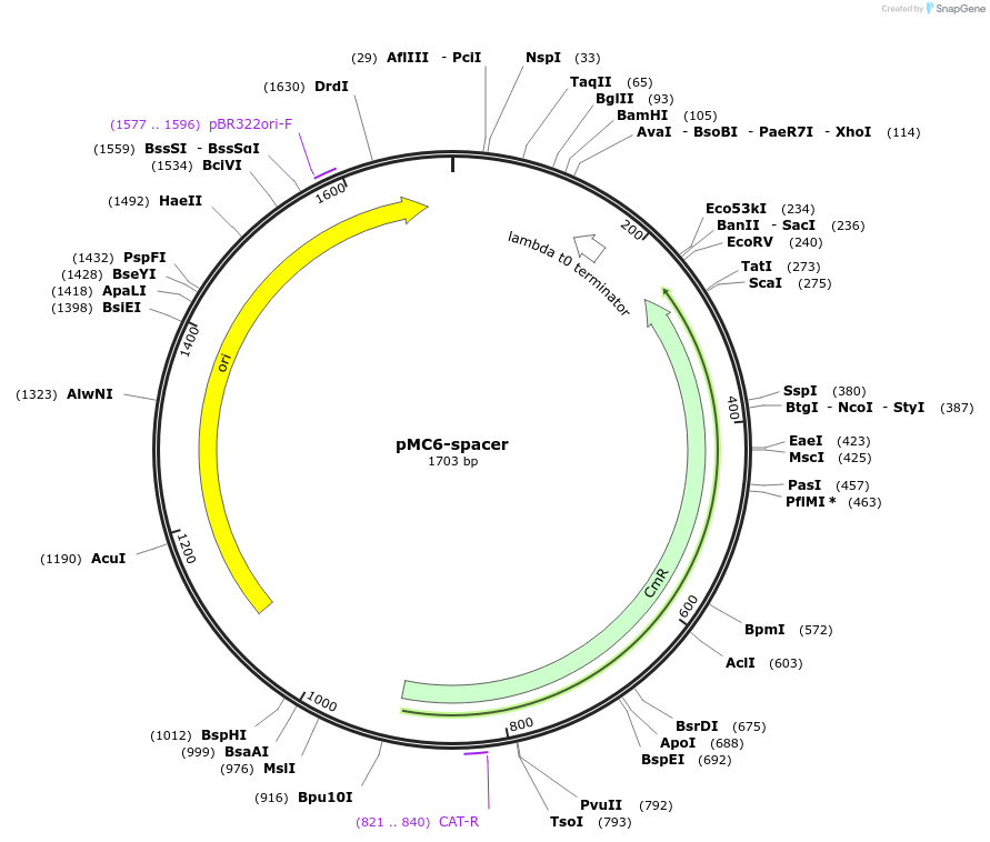 176178-plasmid-map-sequence-id-353641