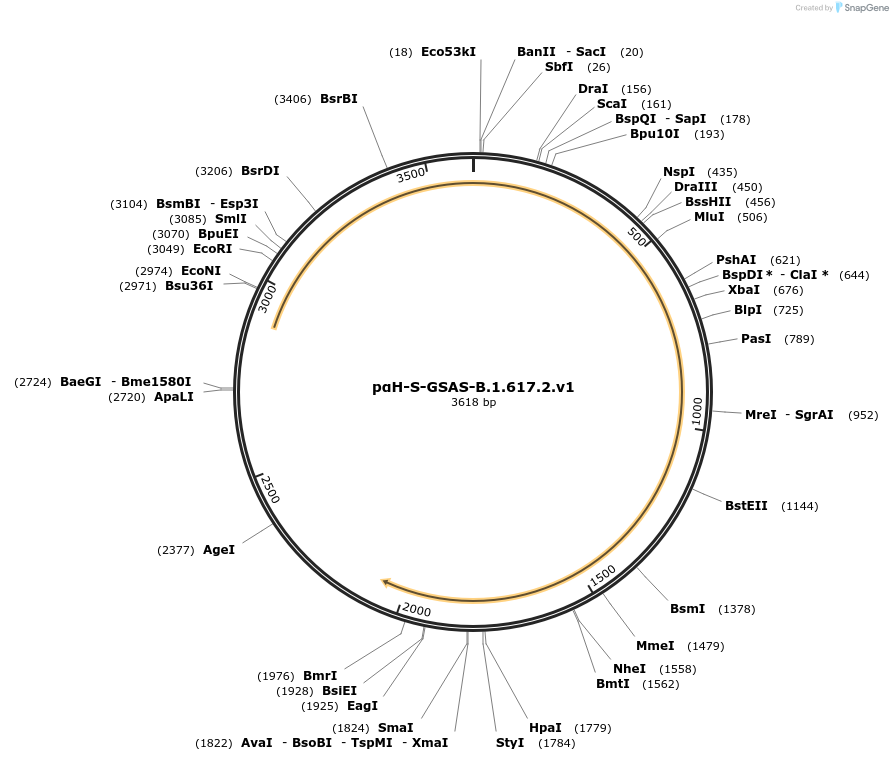 182575-plasmid-map-sequence-id-353646