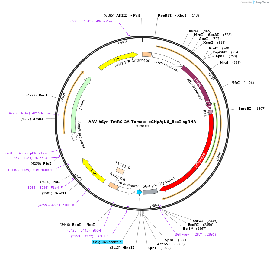 177360-plasmid-map-sequence-id-353669