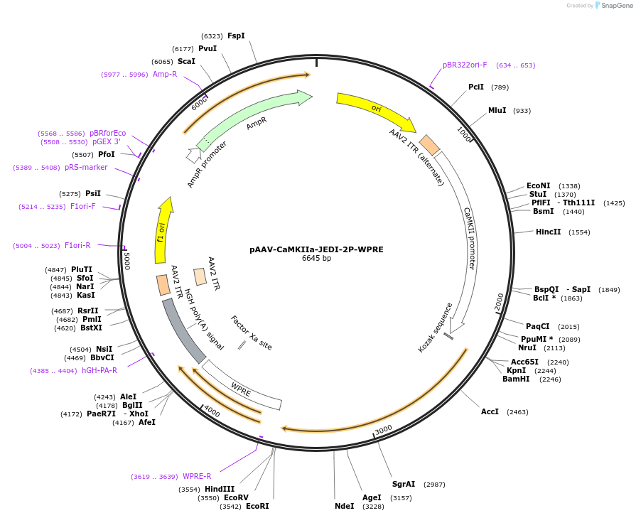 179466-plasmid-map-sequence-id-353671