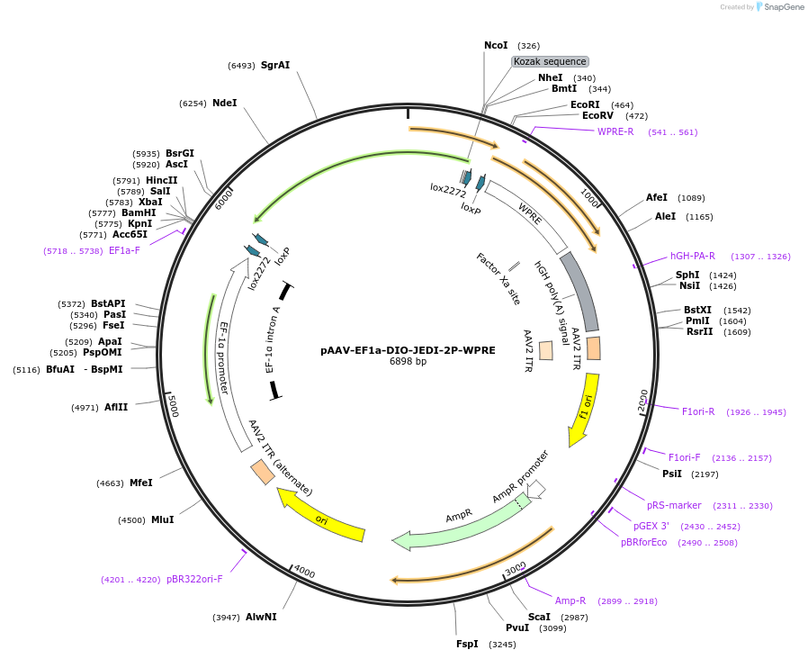 179460-plasmid-map-sequence-id-353674