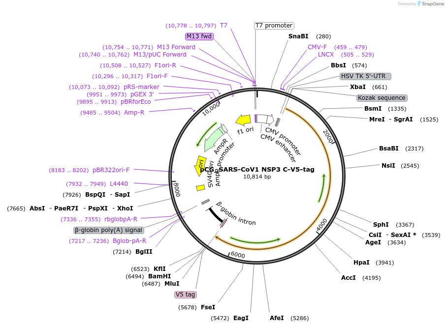 179962-plasmid-map-sequence-id-353678