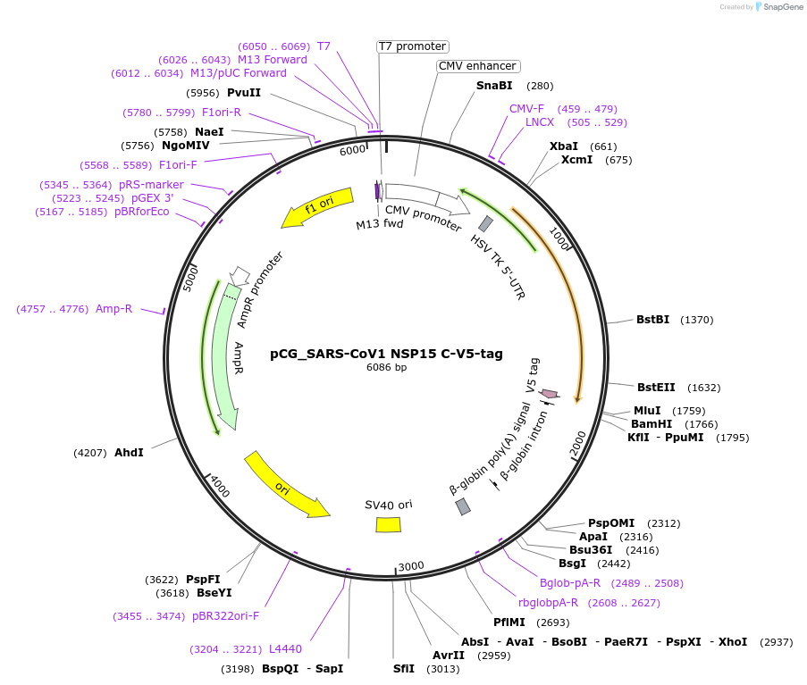 179964-plasmid-map-sequence-id-353683