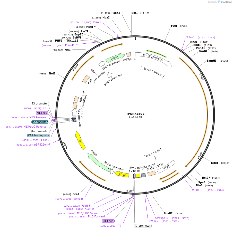 144259-plasmid-map-sequence-id-353690
