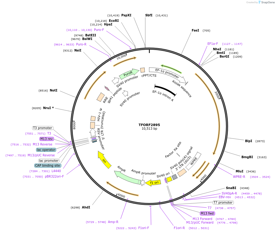 144355-plasmid-map-sequence-id-353692