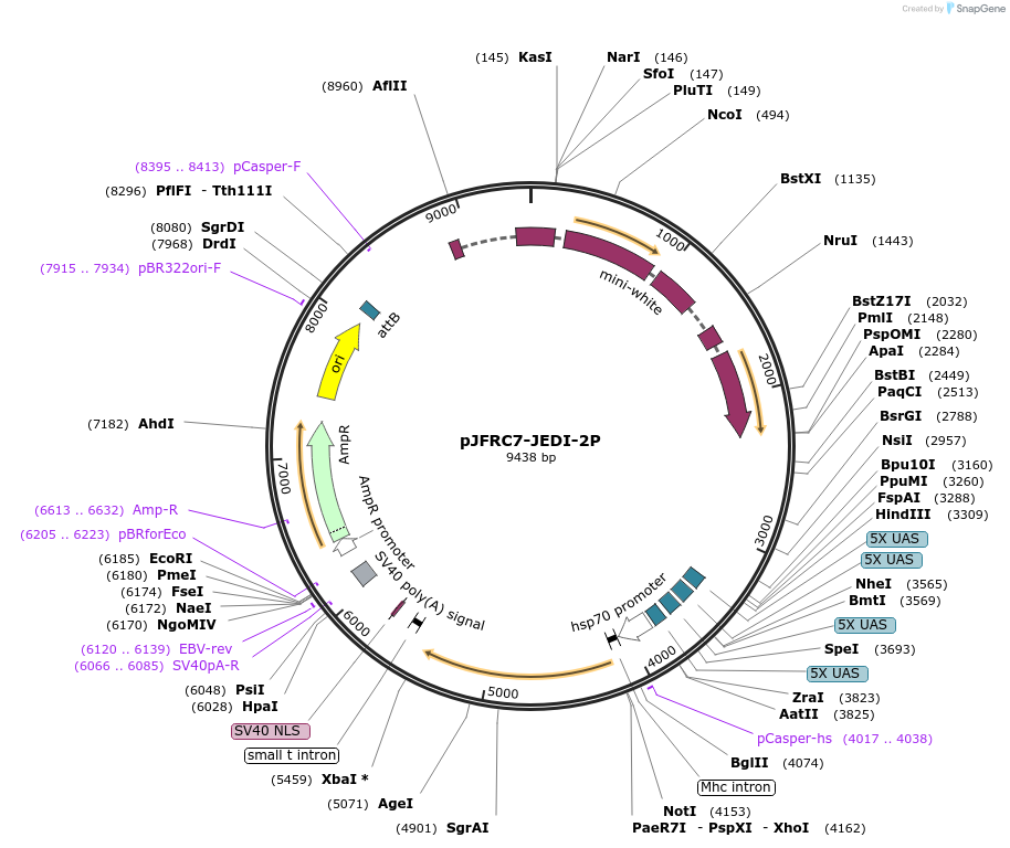 179461-plasmid-map-sequence-id-353697